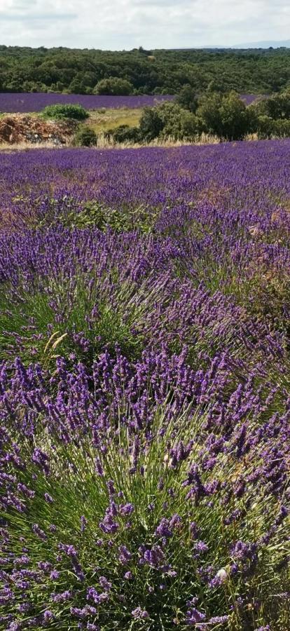 ホテル Espace Loisirs Saint-Martin-dʼArdèche エクステリア 写真
